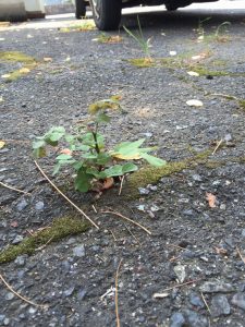 IMG_3493